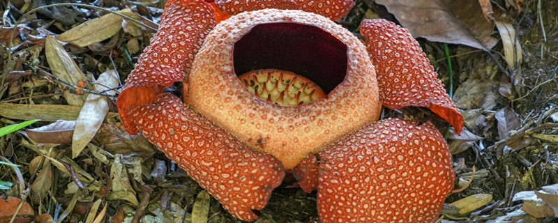 世界上奇怪的植物介绍 世界上奇怪的植物介绍