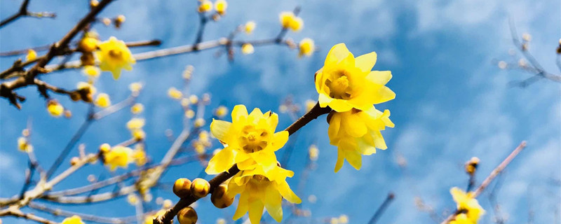 朔州适合养什么花,市花和市树是什么 朔州适合养什么花,市花和市树是什么
