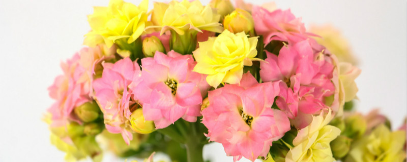 东莞适合养什么花,市花和市树是什么 东莞适合养什么花,市花和市树是什么