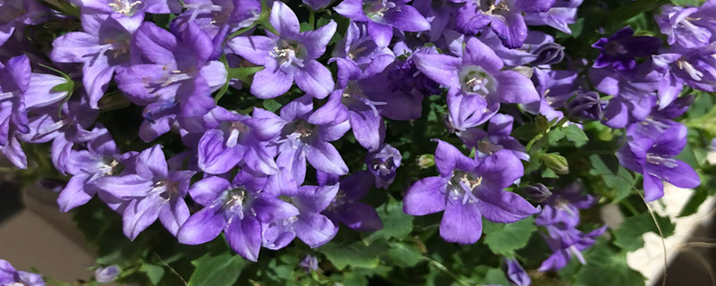 塔城适合养什么花,市花和市树是什么 塔城适合养什么花,市花和市树是什么