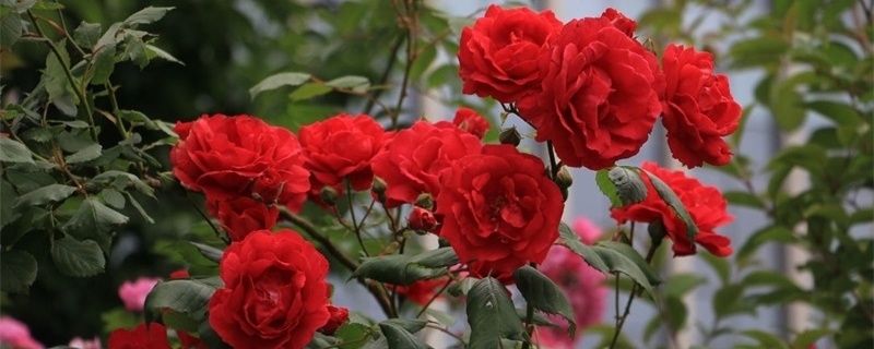 百色适合养什么花,市花和市树是什么 百色适合养什么花,市花和市树是什么
