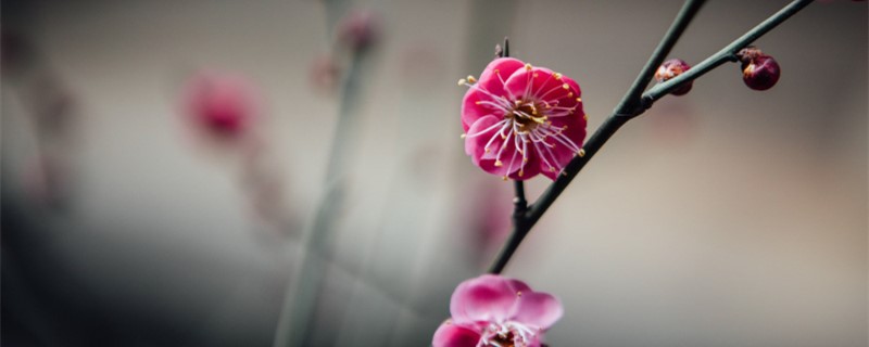 东营适合养什么花,市花和市树是什么 东营适合养什么花,市花和市树是什么
