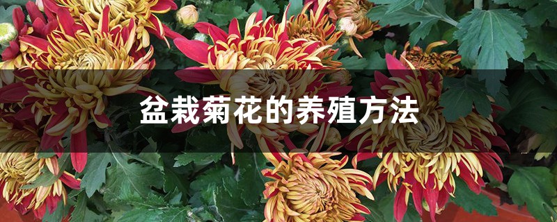盆栽菊花的养殖方法 盆栽菊花的养殖方法