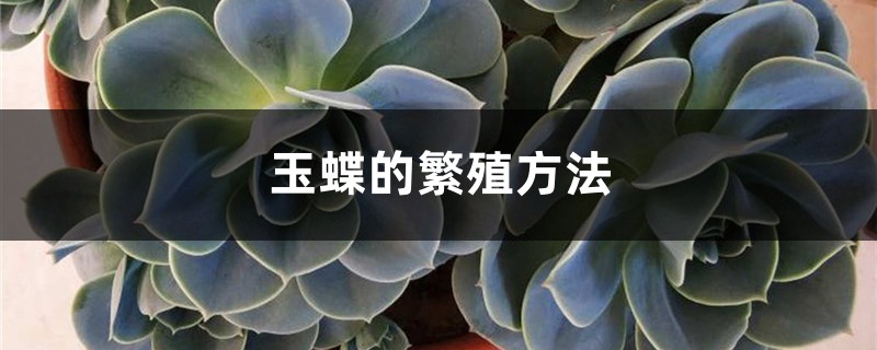 玉蝶的繁殖方法 玉蝶的繁殖方法