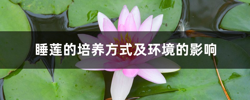 睡莲的培养方式及环境的影响 睡莲的培养方式及环境的影响