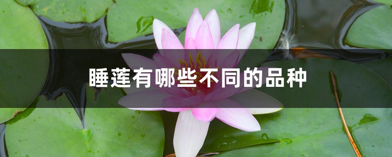 睡莲有哪些不同的品种 睡莲有哪些不同的品种
