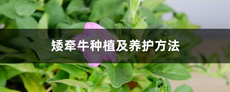 矮牵牛种植及养护方法 矮牵牛种植及养护方法