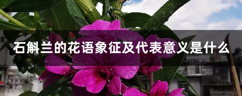 石斛兰的花语象征及代表意义是什么 石斛兰的花语象征及代表意义是什么