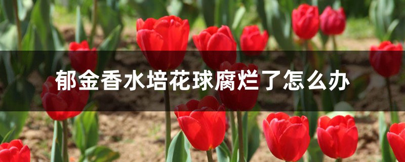 郁金香水培花球腐烂了怎么办 郁金香水培花球腐烂了怎么办