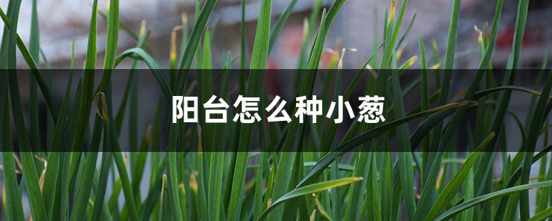 阳台怎么种小葱 阳台怎么种小葱