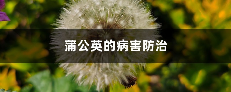 蒲公英的病害防治 蒲公英的病害防治