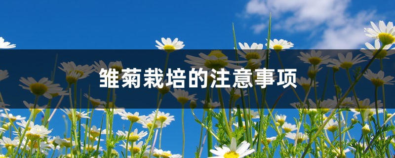 雏菊栽培的注意事项 雏菊栽培的注意事项
