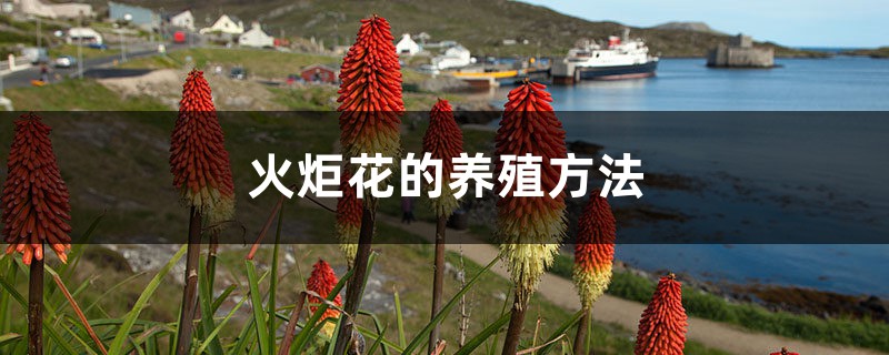 火炬花的养殖方法 火炬花的养殖方法