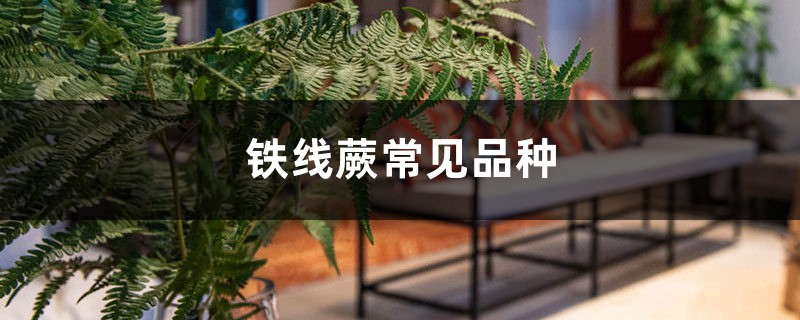铁线蕨常见品种 铁线蕨常见品种