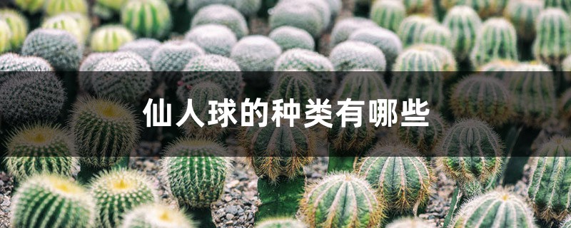 仙人球的种类有哪些 仙人球的种类有哪些