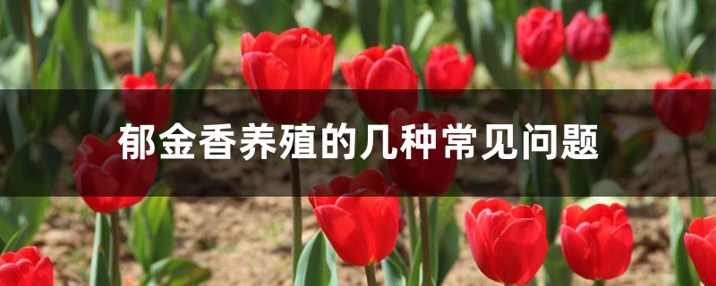 郁金香养殖的几种常见问题 郁金香养殖的几种常见问题
