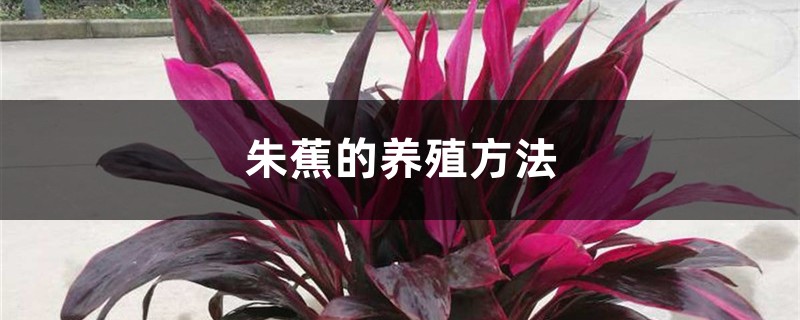 朱蕉的养殖方法 朱蕉的养殖方法