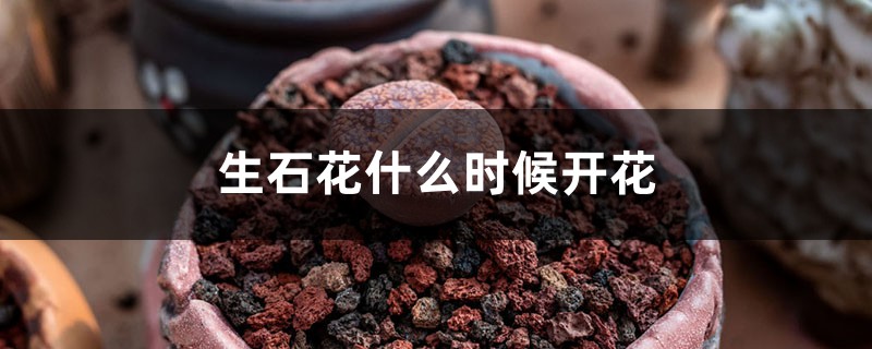 生石花什么时候开花 生石花什么时候开花