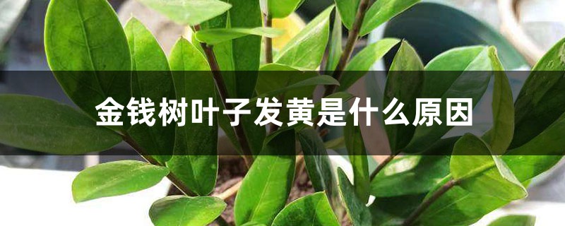 金钱树叶子发黄是什么原因 金钱树叶子发黄是什么原因