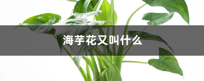 海芋花又叫什么 海芋花又叫什么