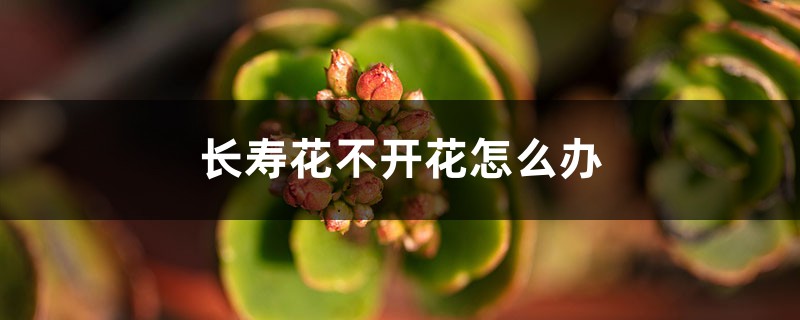 长寿花不开花怎么办 长寿花不开花怎么办