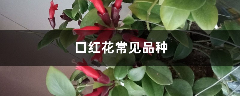 口红花常见品种 口红花常见品种