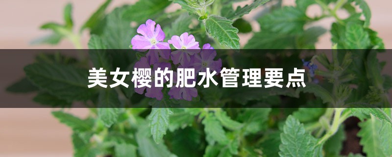 美女樱的肥水管理要点 美女樱的肥水管理要点