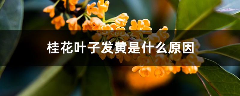 桂花叶子发黄是什么原因