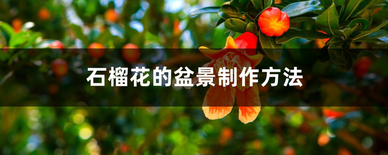 石榴花的盆景制作方法 石榴花的盆景制作方法