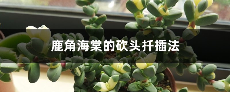 鹿角海棠的砍头扦插法 鹿角海棠的砍头扦插法