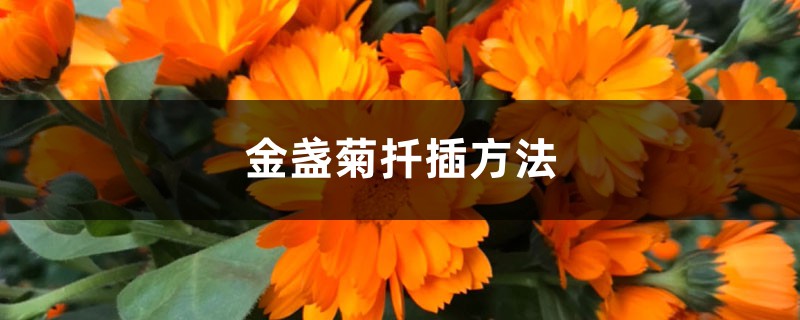 金盏菊扦插方法 金盏菊扦插方法