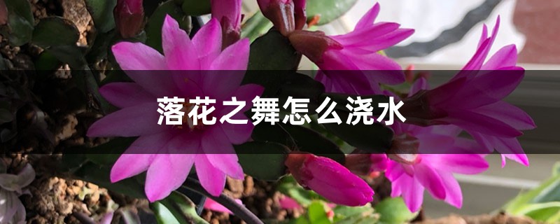 落花之舞怎么浇水 落花之舞怎么浇水