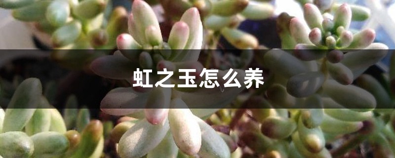 虹之玉怎么养 虹之玉怎么养
