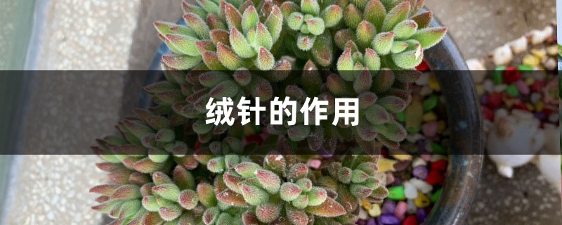 绒针的作用 绒针的作用