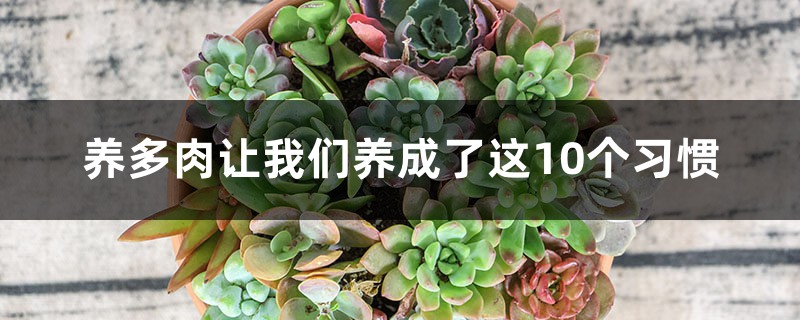养多肉让我们养成了这10个习惯 养多肉让我们养成了这10个习惯