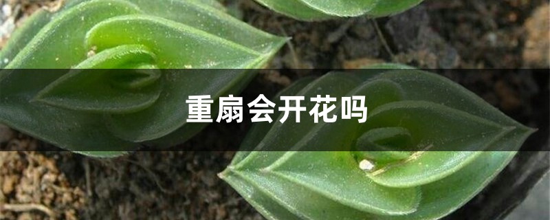 重扇会开花吗 重扇会开花吗