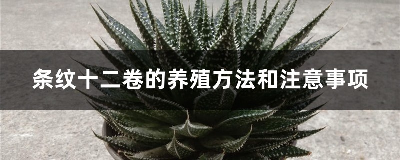 条纹十二卷的养殖方法和注意事项 条纹十二卷的养殖方法和注意事项
