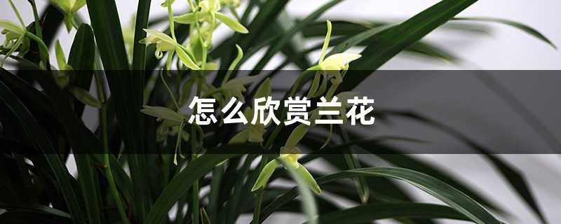 怎么欣赏兰花 怎么欣赏兰花