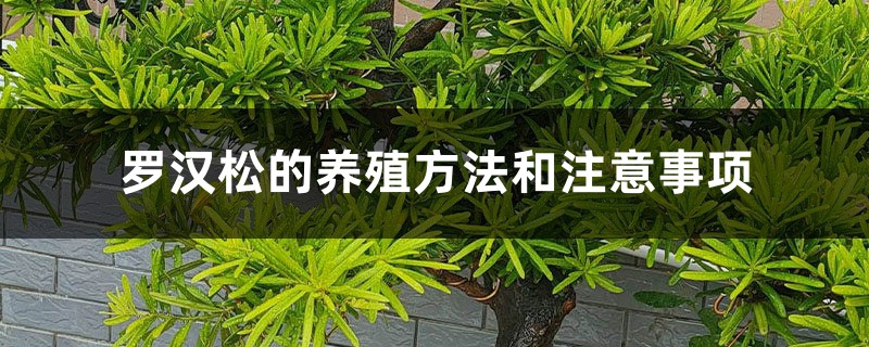 罗汉松的养殖方法和注意事项 罗汉松的养殖方法和注意事项