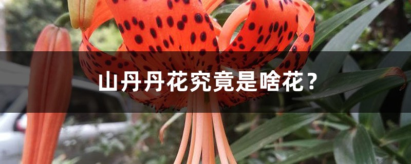 山丹丹花究竟是啥花? 山丹丹花究竟是啥花?