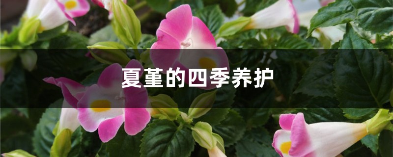 夏堇的四季养护 夏堇的四季养护
