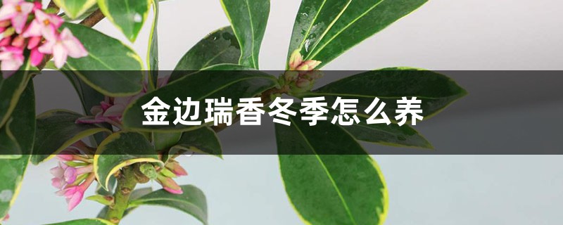金边瑞香冬季怎么养 金边瑞香冬季怎么养