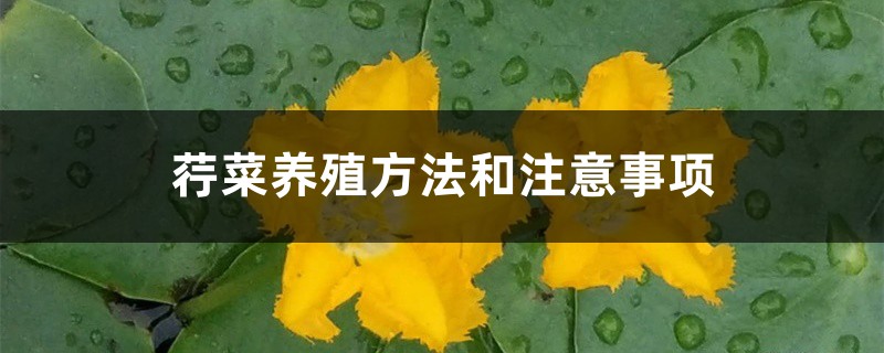 荇菜养殖方法和注意事项 荇菜养殖方法和注意事项