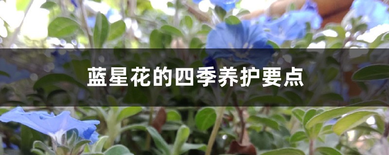 蓝星花的四季养护要点 蓝星花的四季养护要点