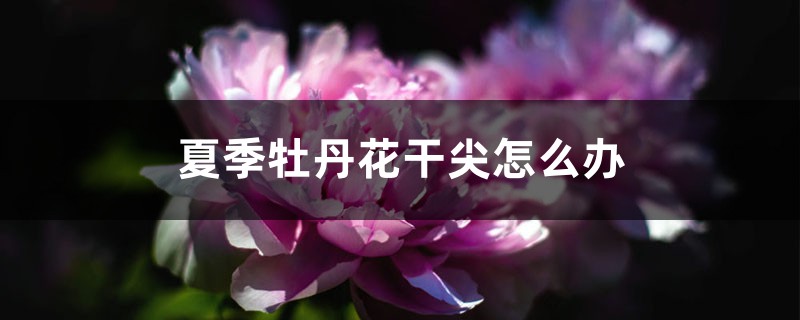 夏季牡丹花干尖怎么办 夏季牡丹花干尖怎么办