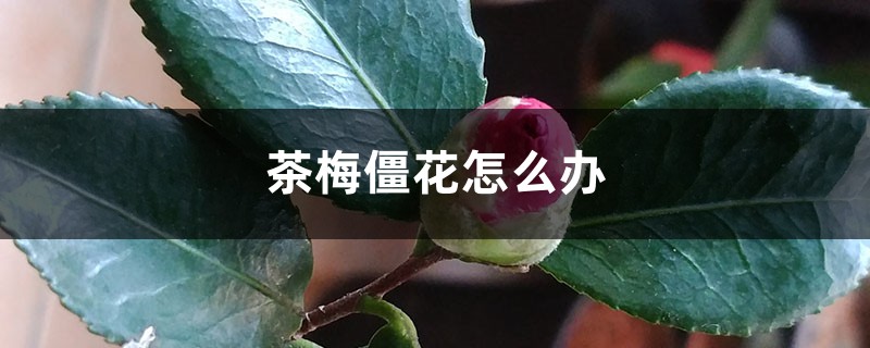茶梅僵花怎么办 茶梅僵花怎么办