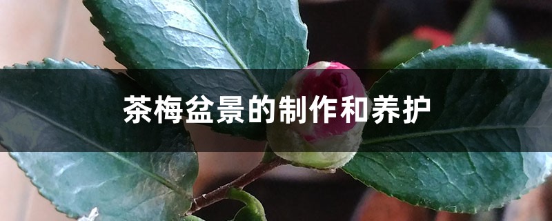 茶梅盆景的制作和养护