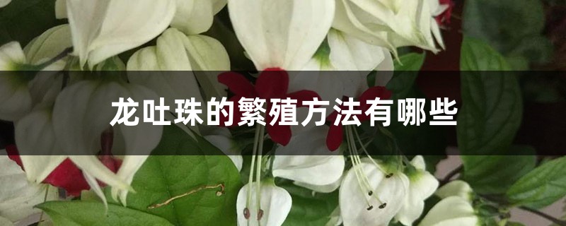 龙吐珠的繁殖方法有哪些 龙吐珠的繁殖方法有哪些