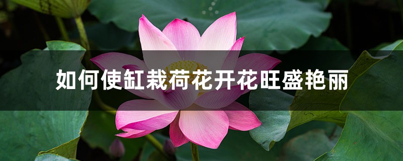 如何使缸栽荷花开花旺盛艳丽 如何使缸栽荷花开花旺盛艳丽