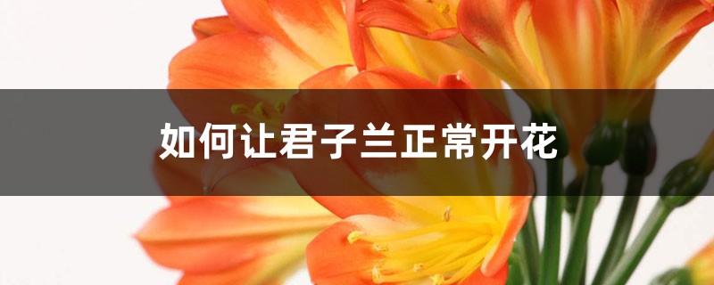 如何让君子兰正常开花 如何让君子兰正常开花